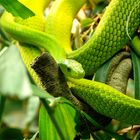 Grüne Mamba   (Dendroaspis viridis)