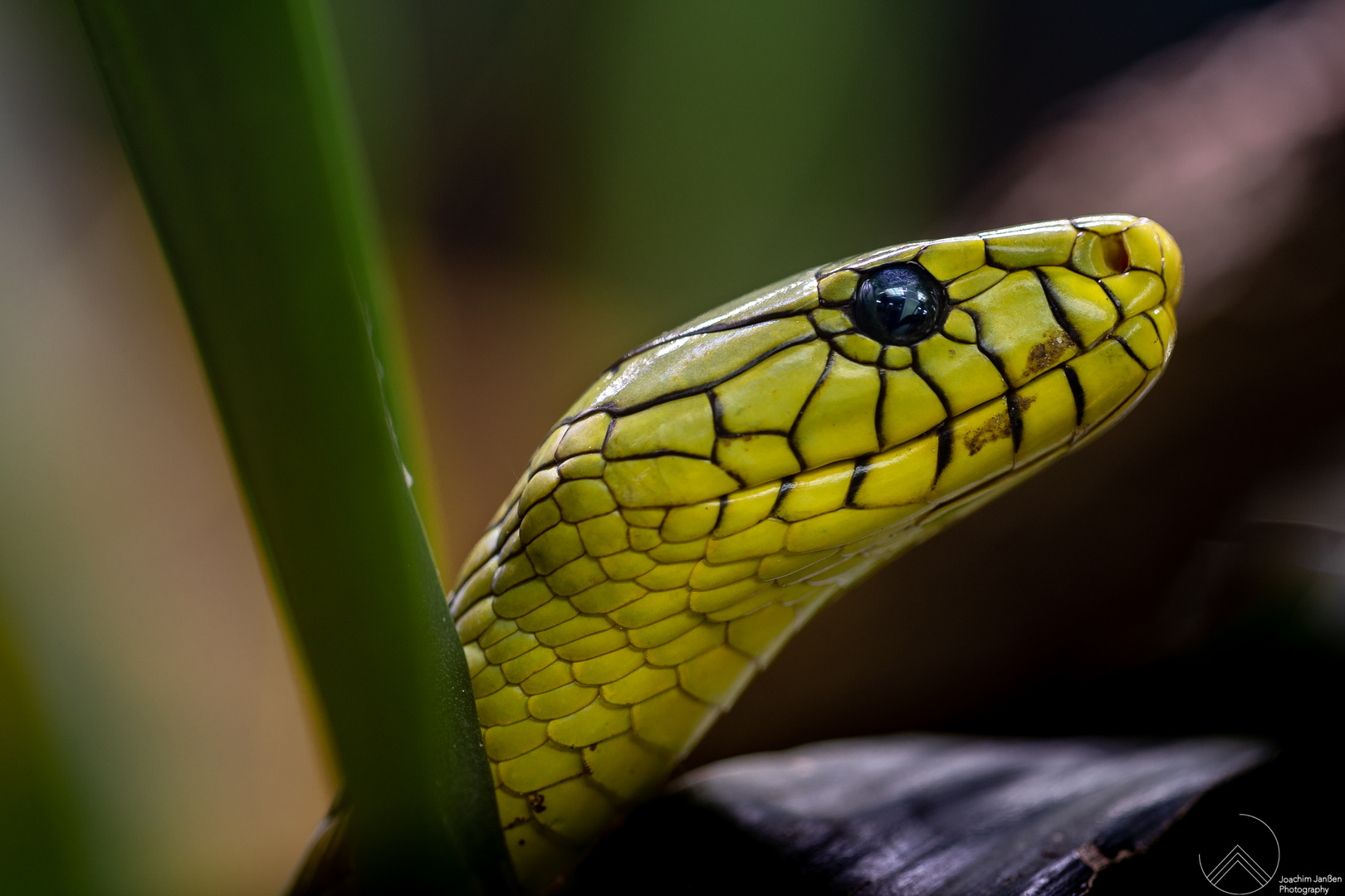 Grüne Mamba (Dendroaspis viridis)