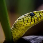 Grüne Mamba (Dendroaspis viridis)