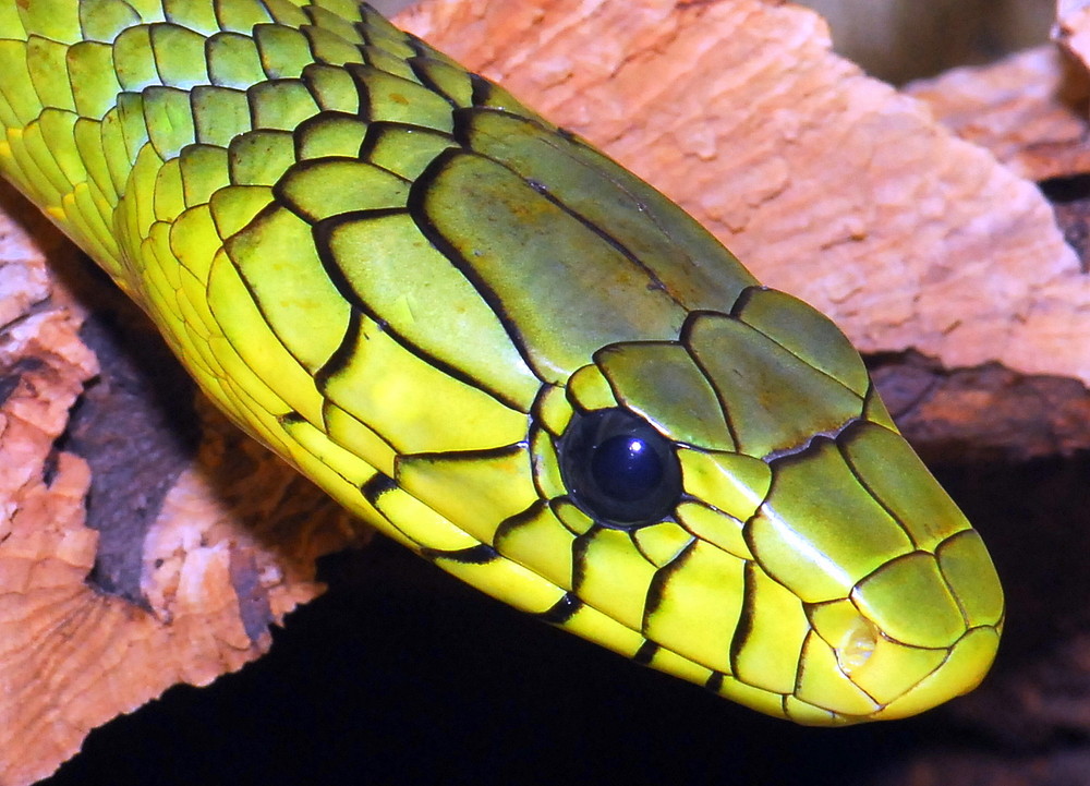 Grüne Mamba (Dendroaspis viridis)