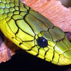 Grüne Mamba (Dendroaspis viridis)