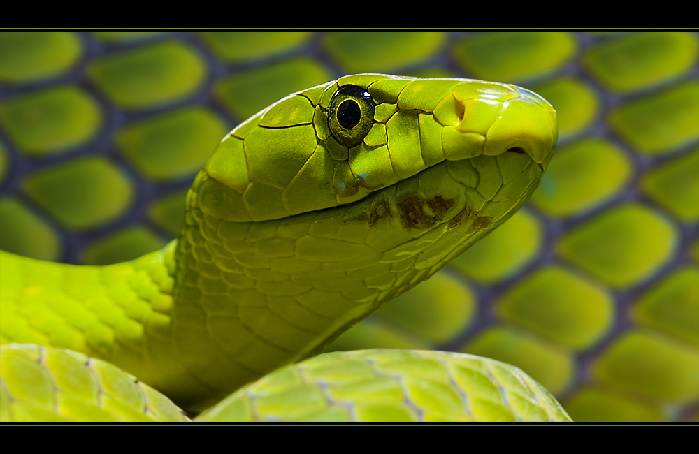 Grüne Mamba -Dendroaspis Viridis-