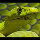 Grüne Mamba -Dendroaspis Viridis-