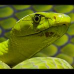 Grüne Mamba -Dendroaspis Viridis-