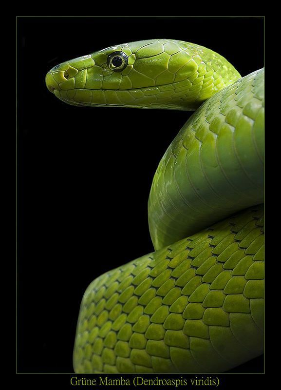 Grüne Mamba - Dendroaspis viridis - Reload 2