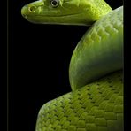 Grüne Mamba - Dendroaspis viridis - Reload 2