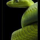 Grüne Mamba - Dendroaspis viridis - Reload 2