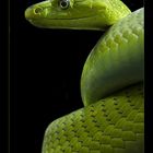 Grüne Mamba - Dendroaspis viridis - Reload