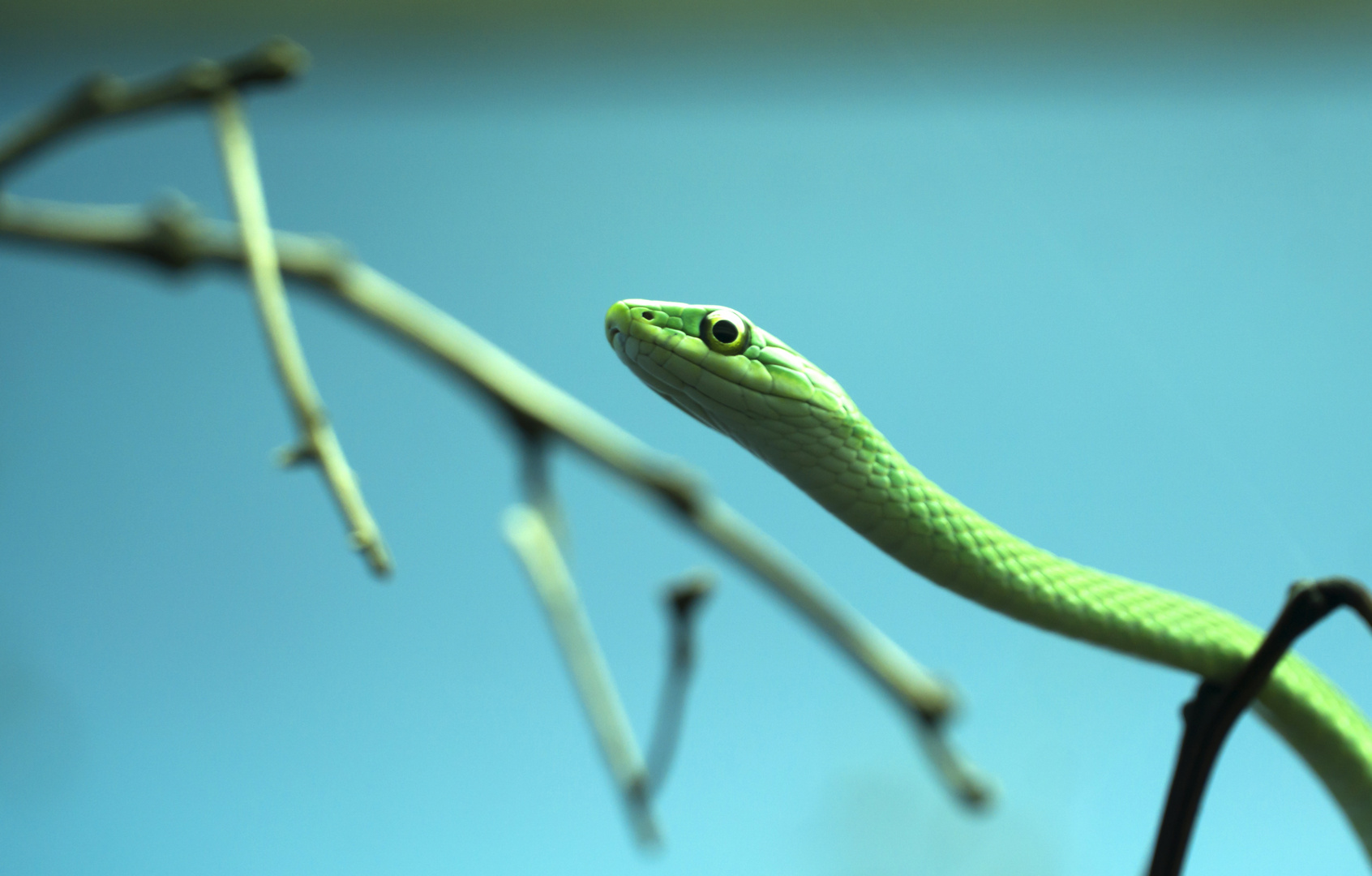 Grüne Mamba? DSC06710-2