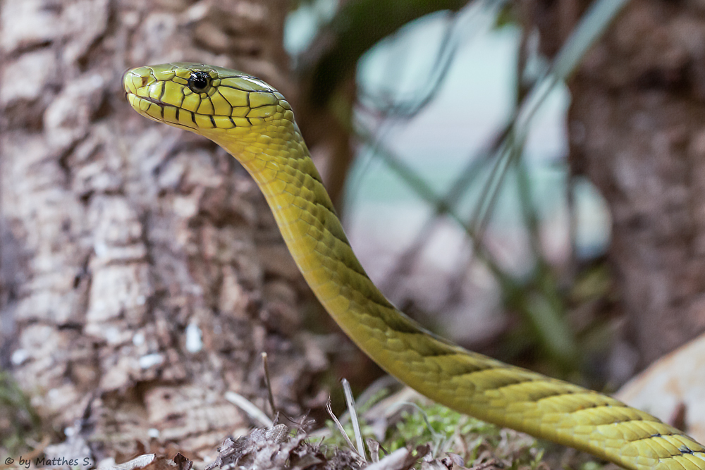 grüne Mamba