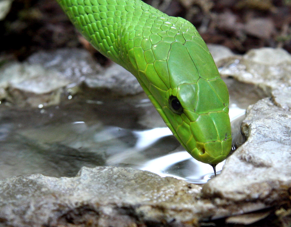 Grüne Mamba