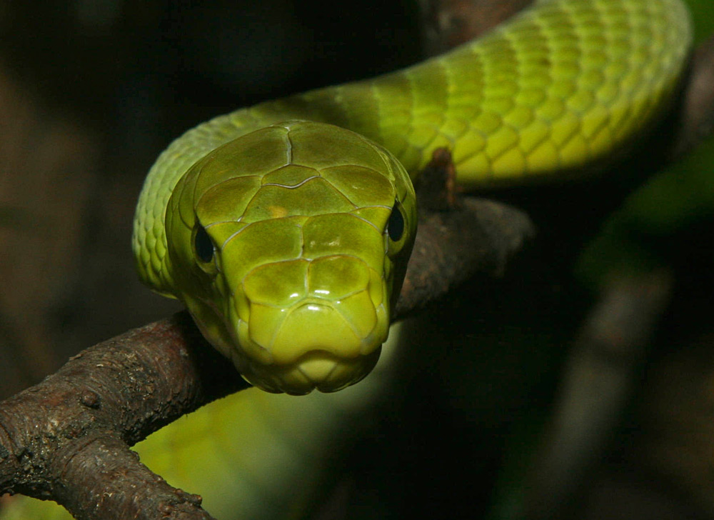 GRÜNE MAMBA FRONTAL