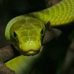 GRÜNE MAMBA FRONTAL