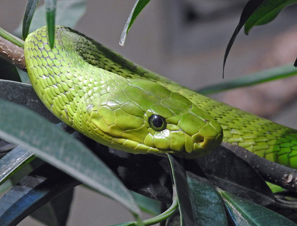 Grüne Mamba  (giftig)