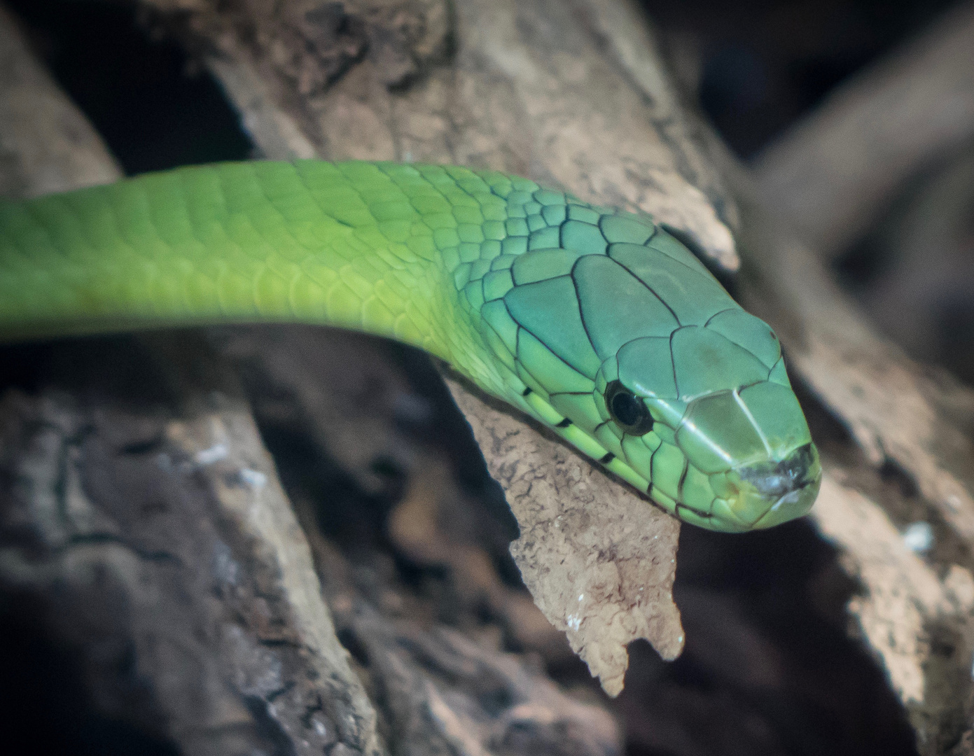 Grüne Mamba im "Haus des Meeres"