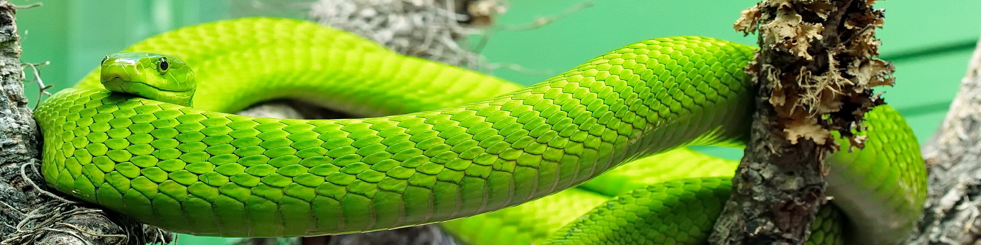 Grüne Mamba im Terra-Zoo Rheinberg