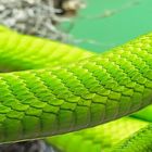 Grüne Mamba im Terra-Zoo Rheinberg