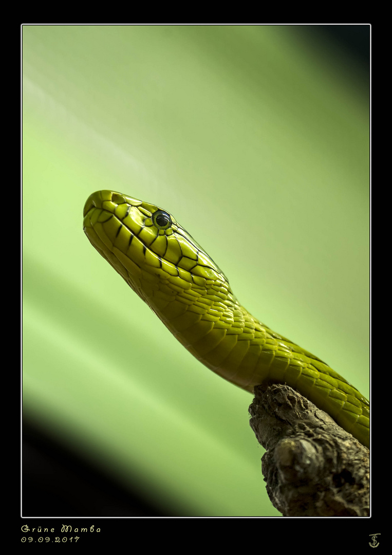 Grüne Mamba im Terrazoo Rheinberg