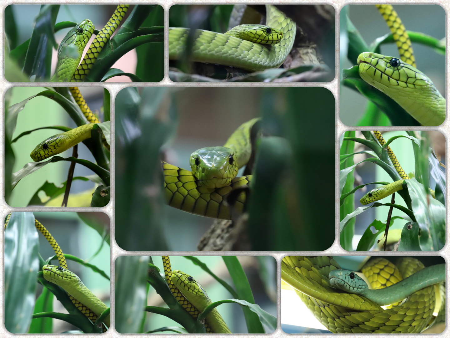 Grüne Mamba im Terrazoo Rheinberg 