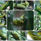 Grüne Mamba im Terrazoo Rheinberg 