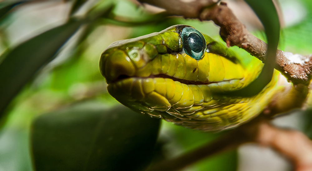 Grüne Mamba - könnt das stimmen?