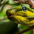 Grüne Mamba - könnt das stimmen?