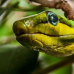 Grüne Mamba - könnt das stimmen?