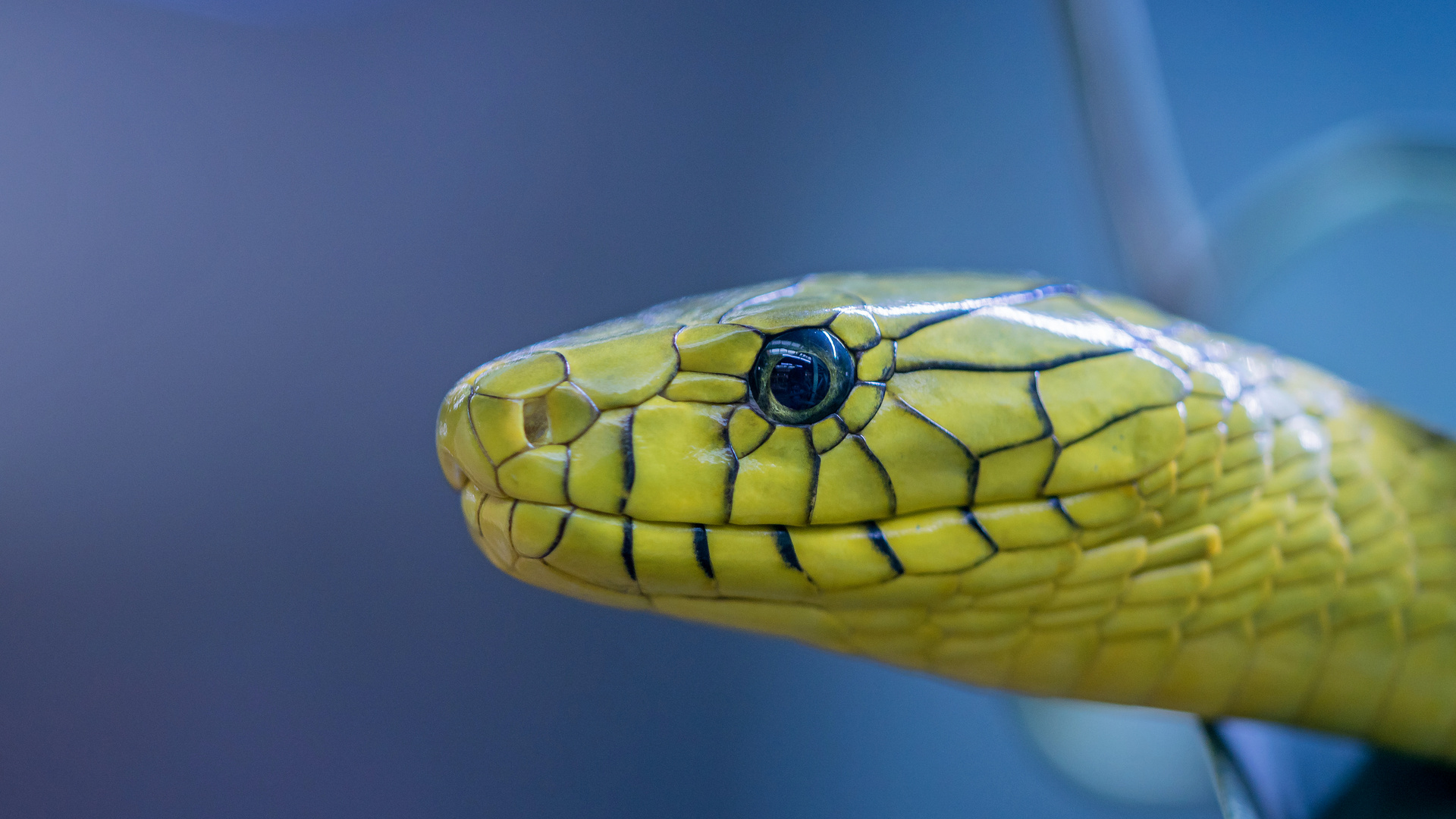 Grüne Mamba Makro-Portrait