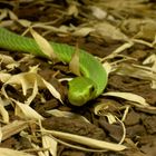 Grüne Mamba mal aus der Nähe....