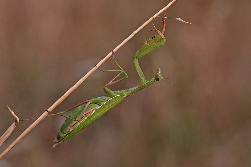 Grüne Mantis