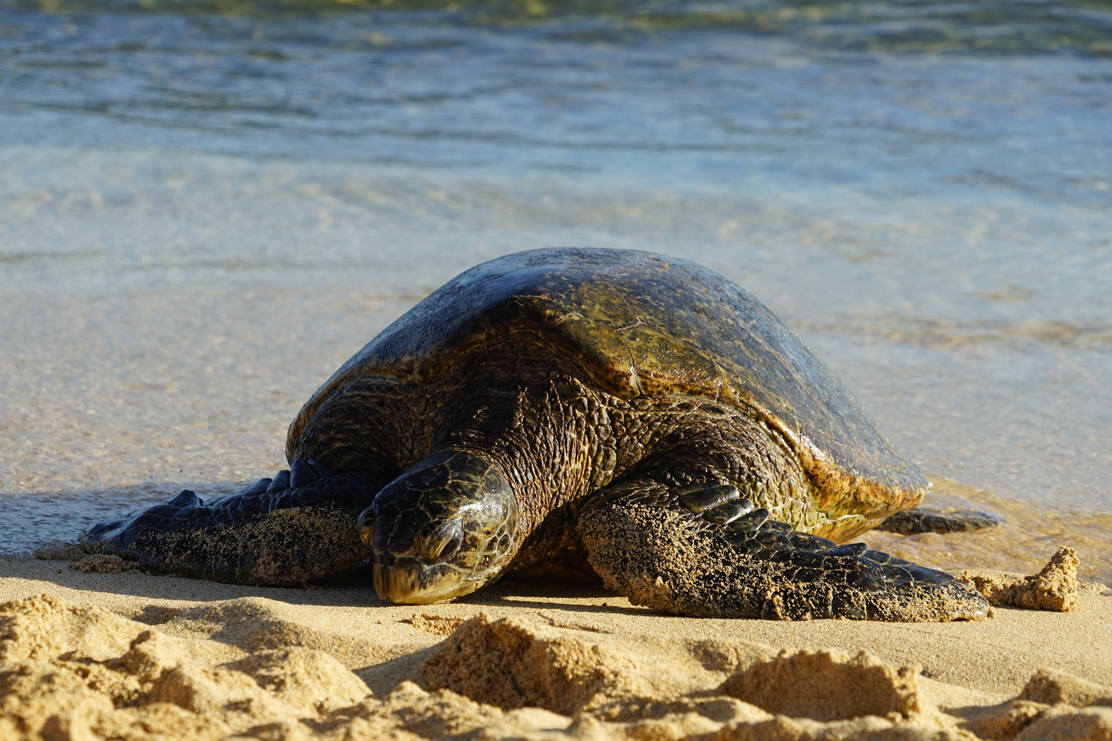 Grüne Meeres-Schildkröte