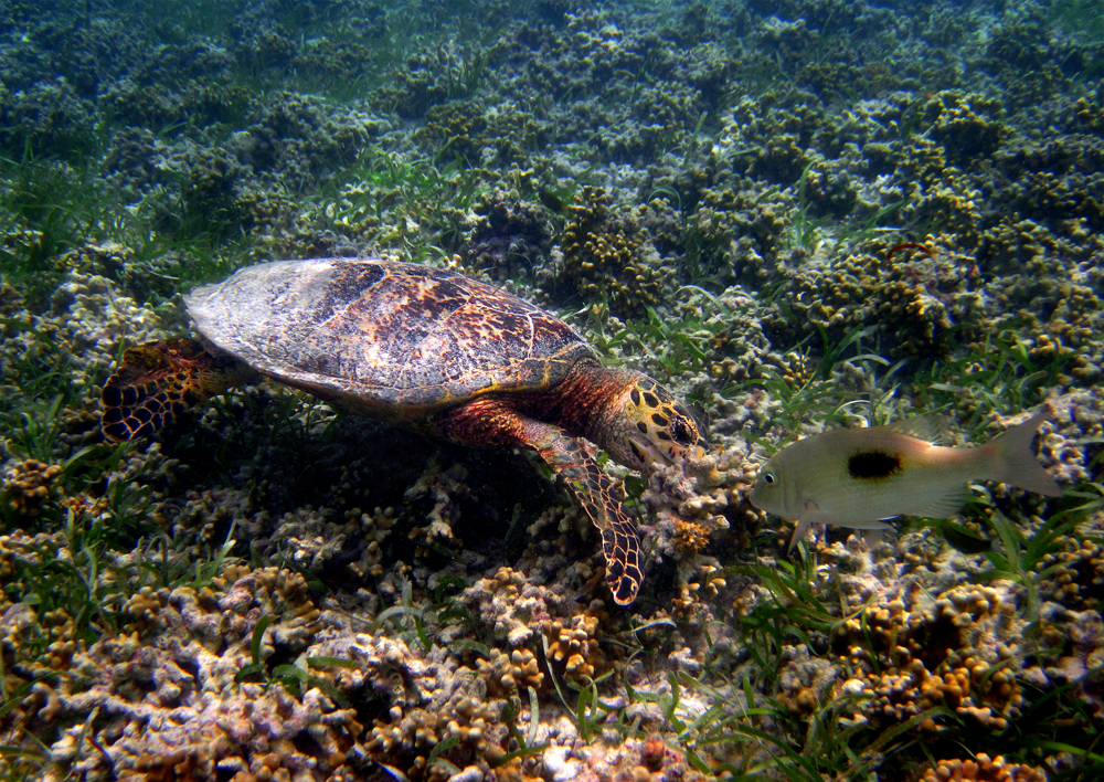 grüne Meeresschildkröte