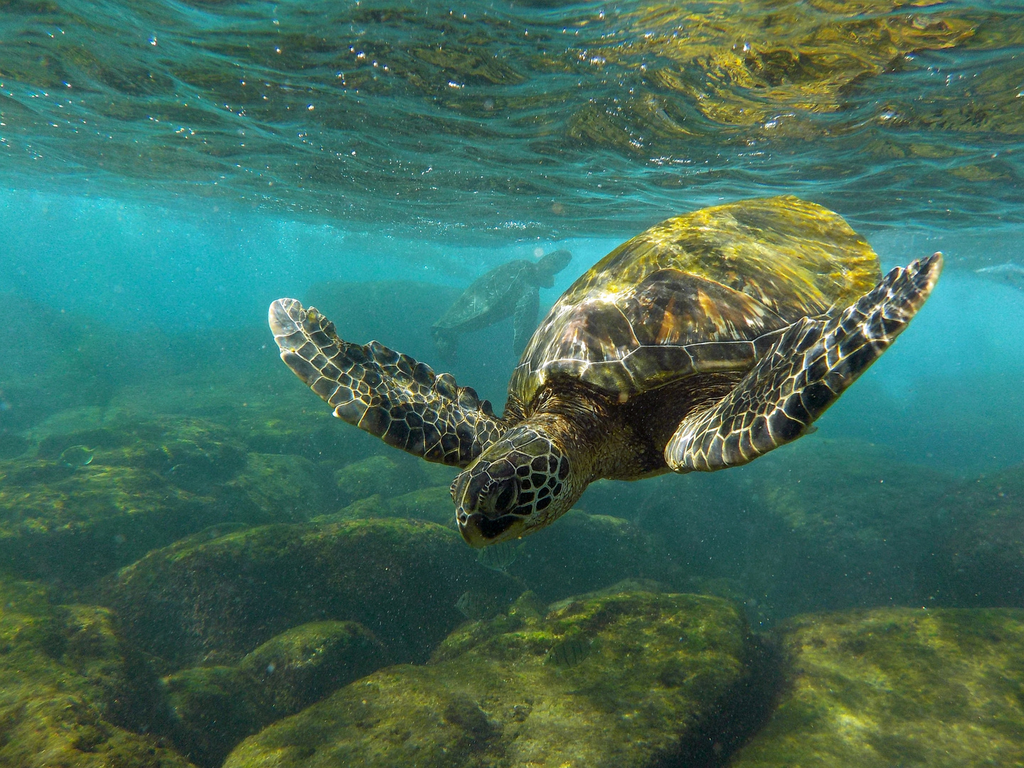 Grüne Meeresschildkröte am Ufer von Maui