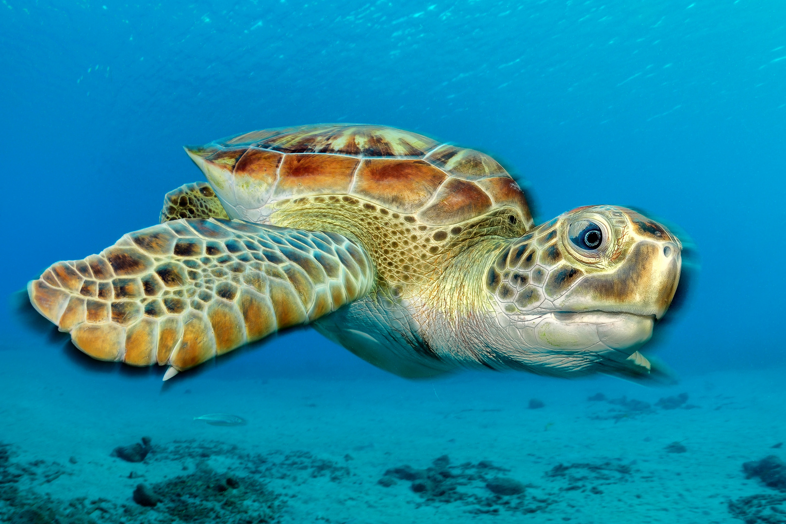 Grüne Meeresschildkröte (Chelonia mydas)