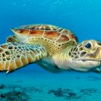 Grüne Meeresschildkröte (Chelonia mydas)