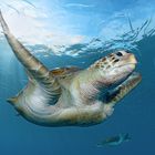 Grüne Meeresschildkröte (Chelonia mydas)