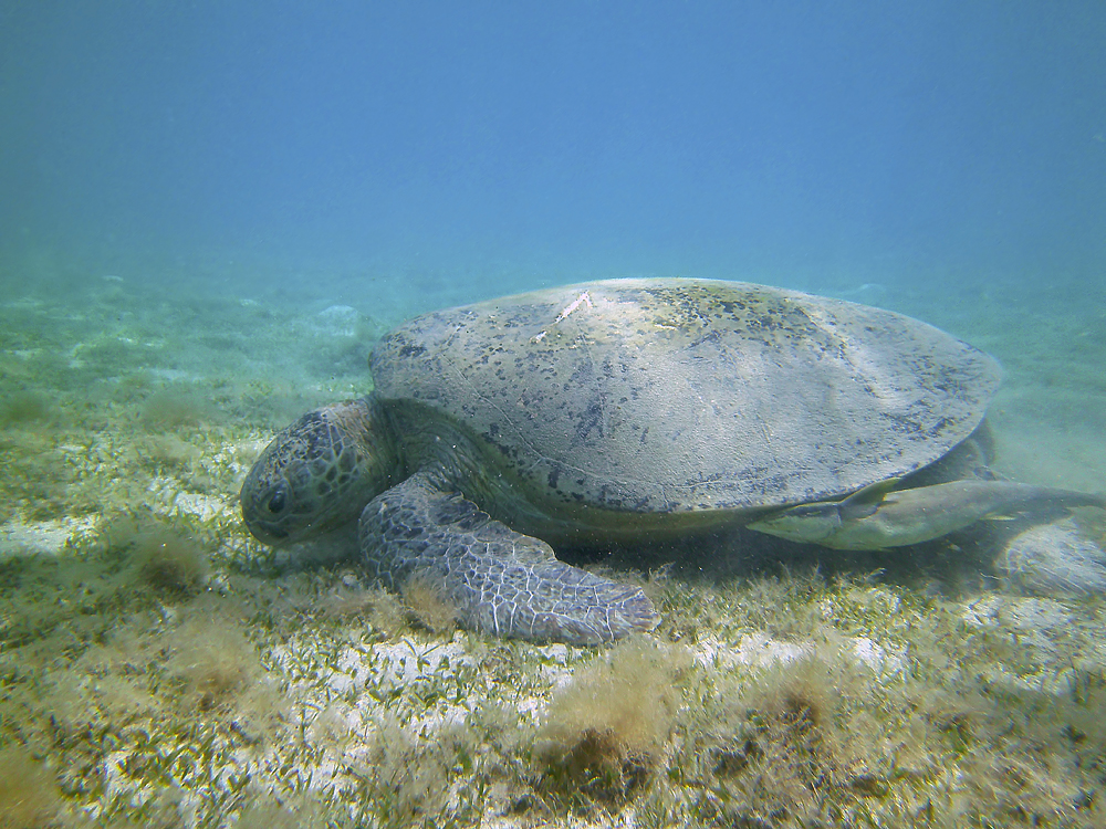 Grüne Meeresschildkröte (Marsa Alam / Ägypten)