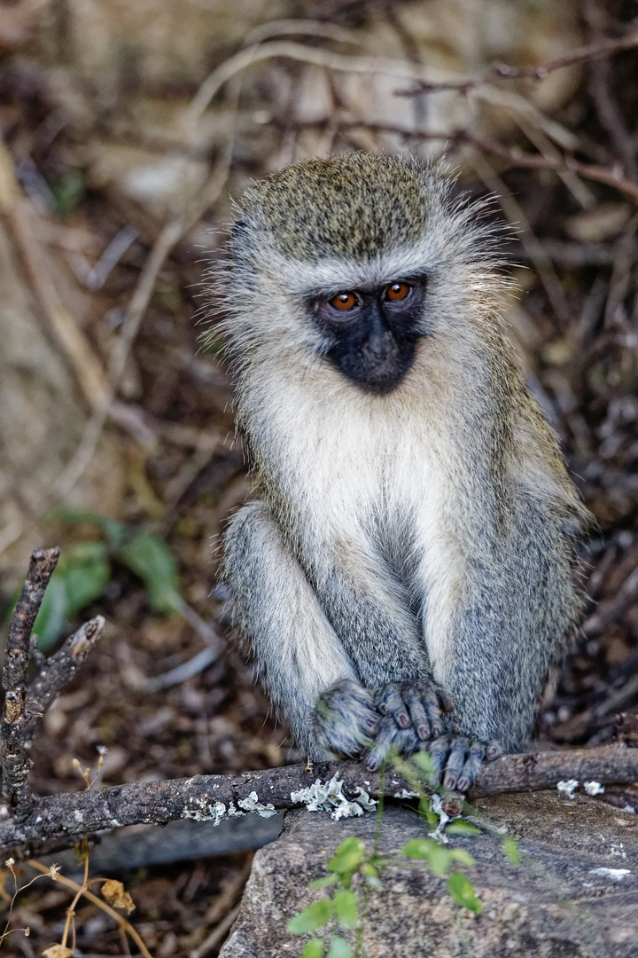 Grüne Meerkatze