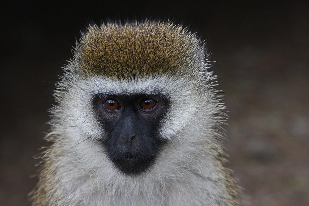 Grüne Meerkatze