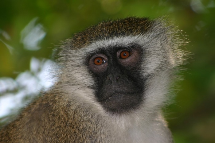 Grüne Meerkatze