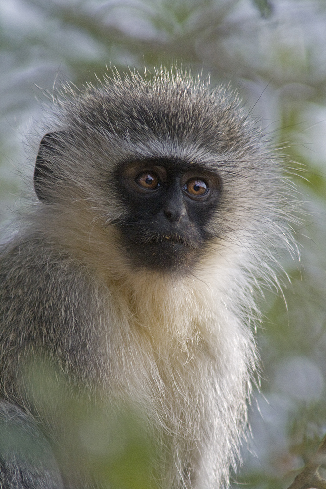 Grüne Meerkatze