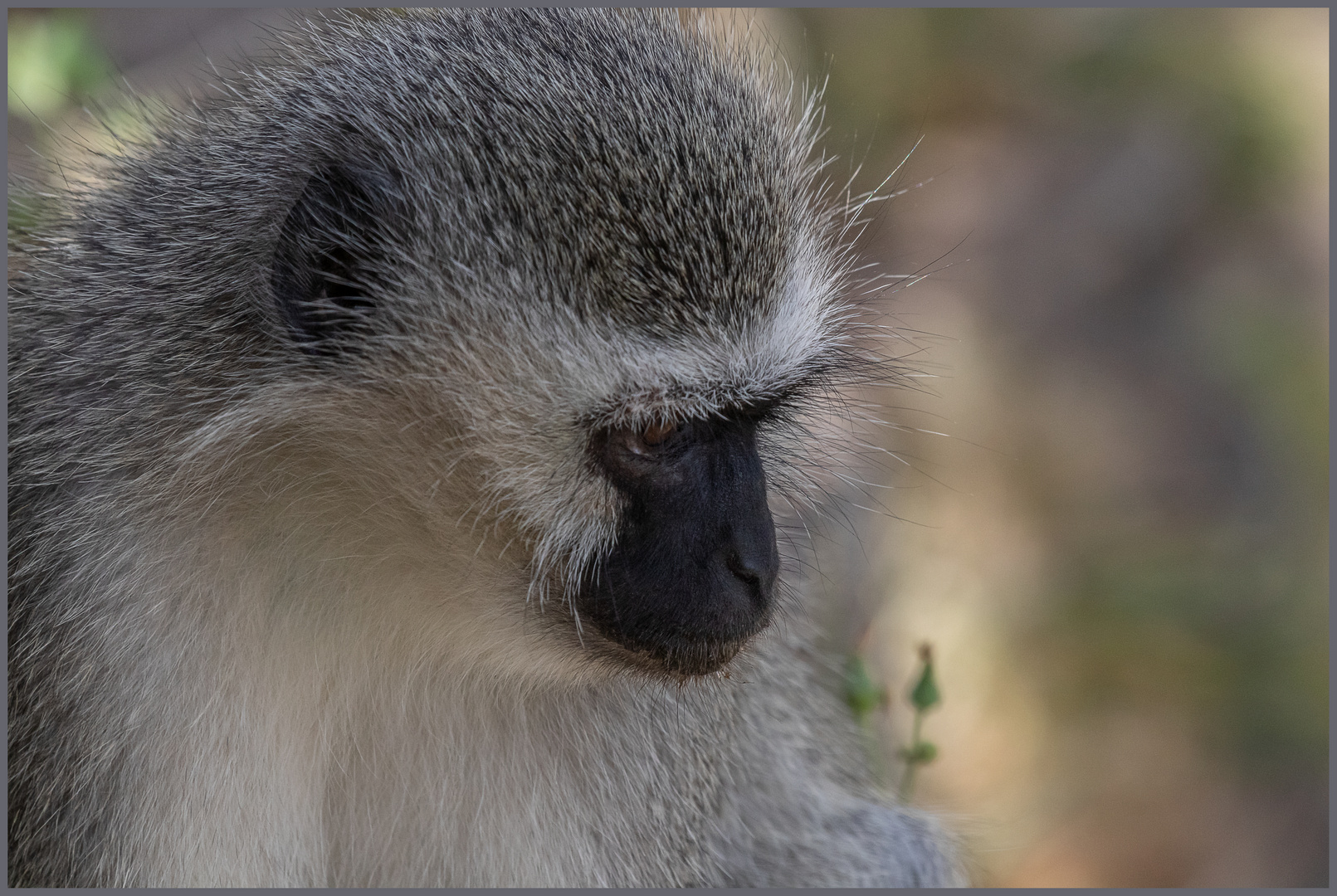 grüne Meerkatze