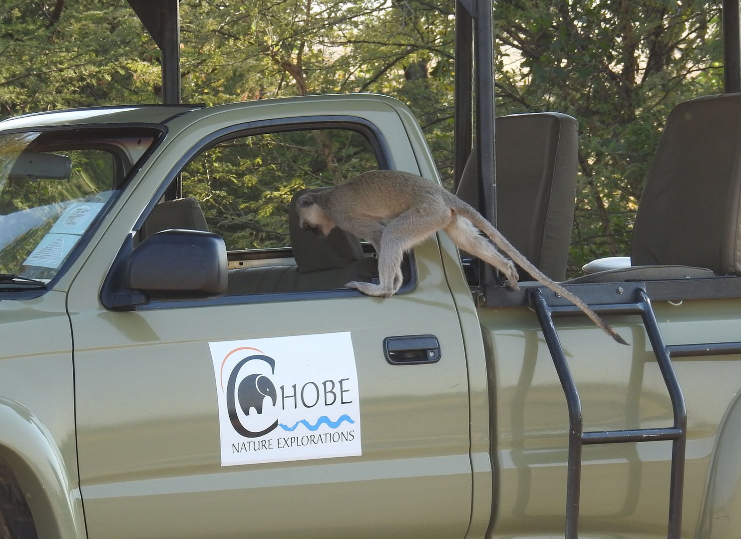 Grüne Meerkatze auf Diebestour am Chobe.