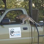 Grüne Meerkatze auf Diebestour am Chobe.