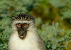 Grüne Meerkatze