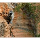 Grüne Meerkatze beim Frühstück