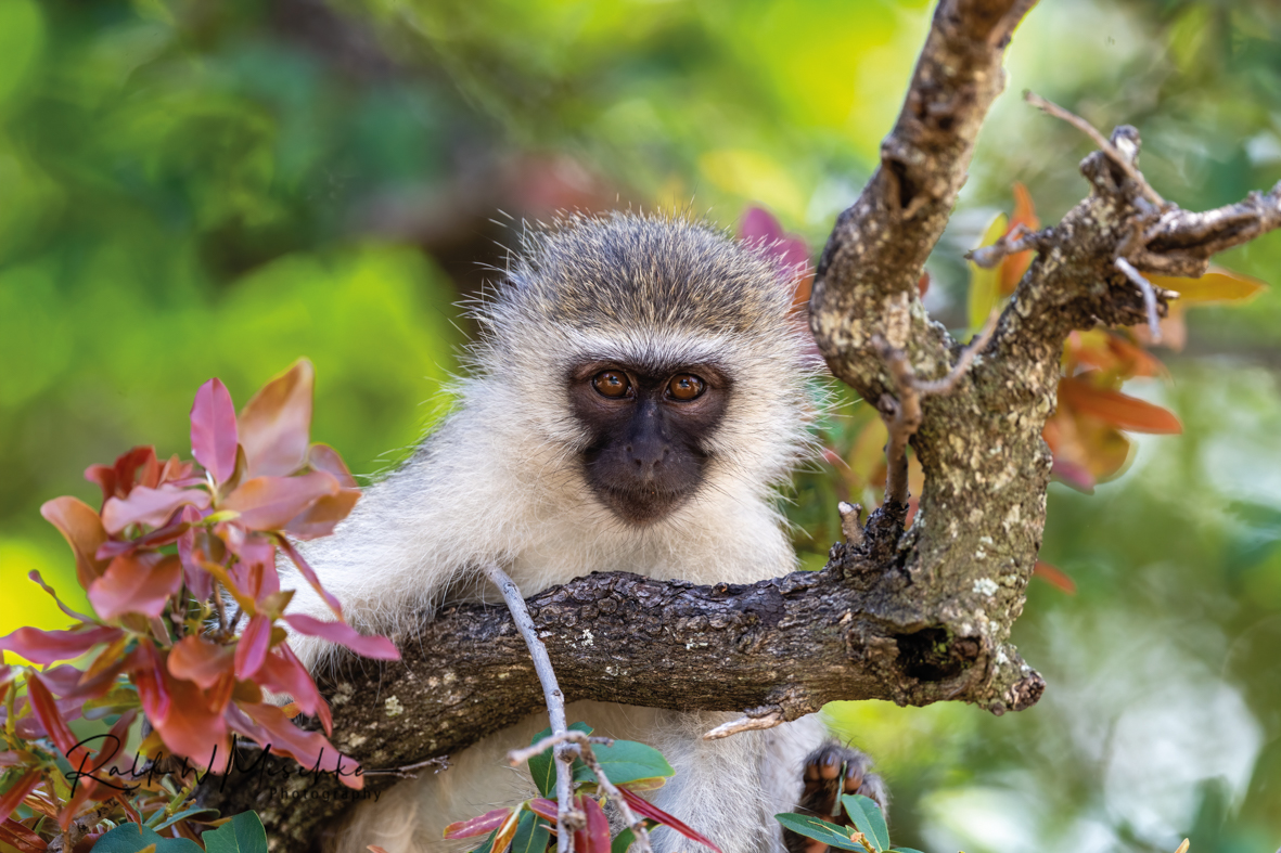 Grüne Meerkatze beobachtet 