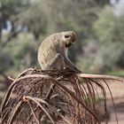 Grüne Meerkatze - Bild 2 - die letzte tierische Aufnahme von unserer schönen Fotosafari