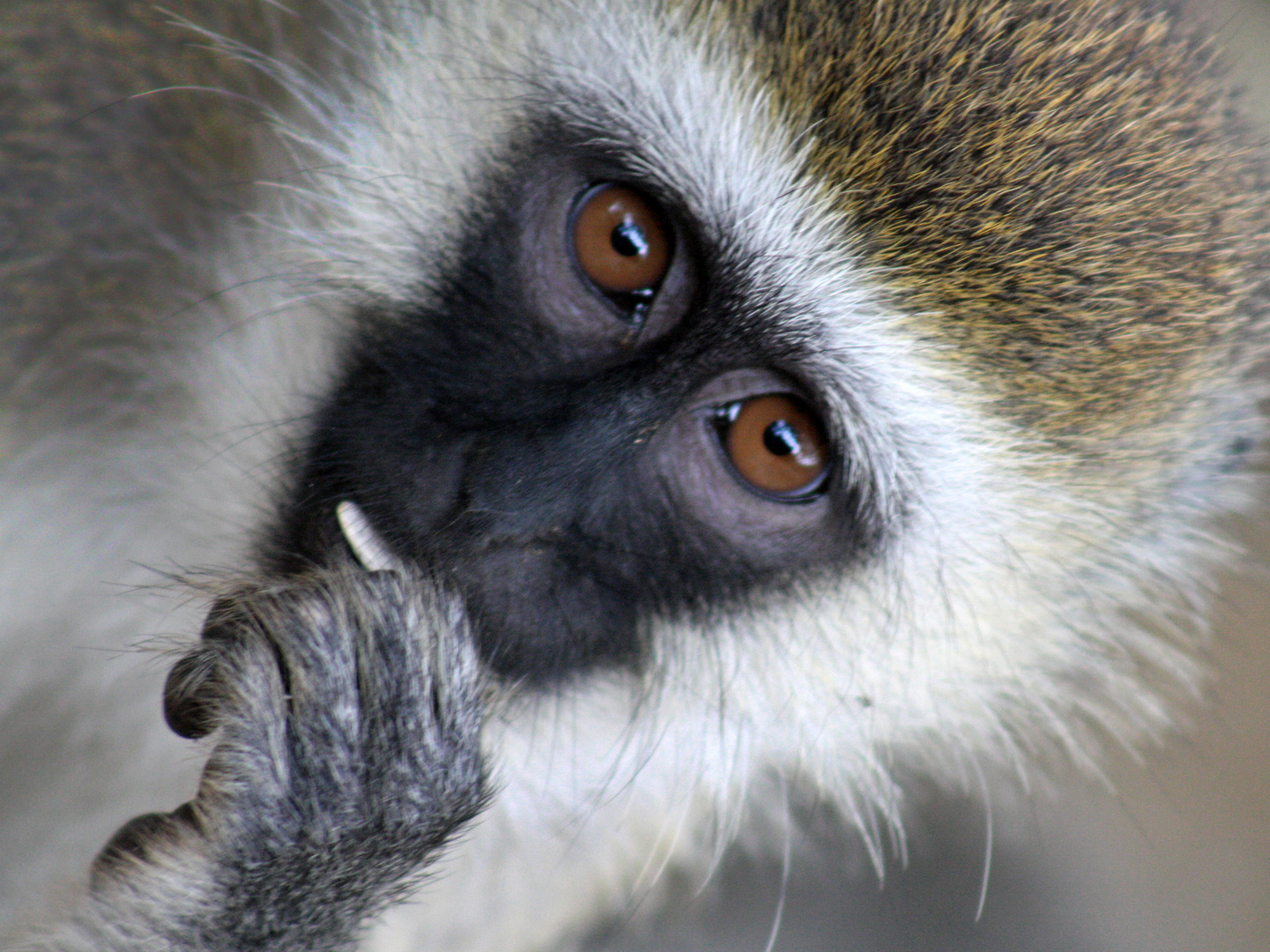 Grüne Meerkatze in Kenia Foto & Bild | natur, porträt ...