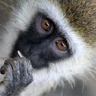 Grüne Meerkatze in Kenia